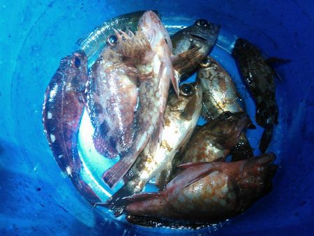 メバルアジガシラ